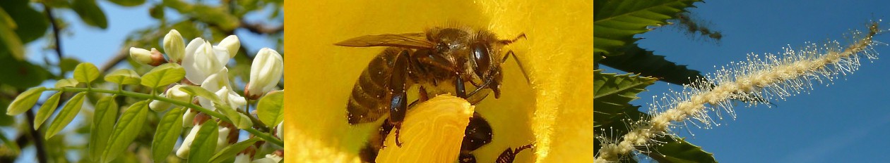 Le rucher des petites Pyrénées (Vente de miel)